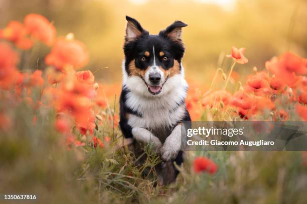 cute australian shepherd dog jumping in a poppy field, milano, lombardy, italy - border collie stock pictures, royalty-free photos & images