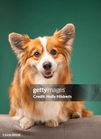 Fluffy corgi studio portrait Fluffy corgi studio portrait