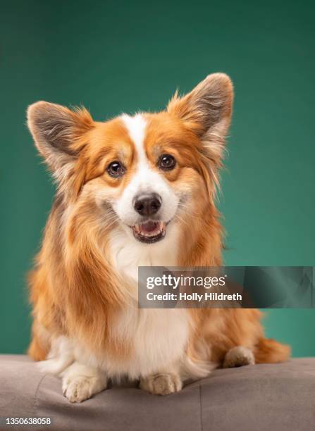 fluffy corgi studio portrait - pembroke welsh corgi puppy foto e immagini stock