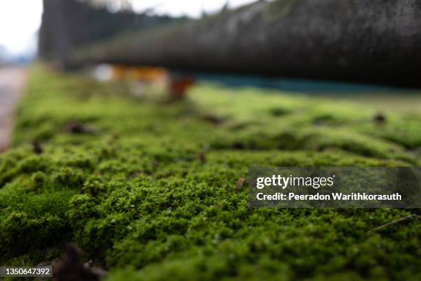 moss on concrete railing on the sidewalk. - cerca de fotografías e imágenes de stock