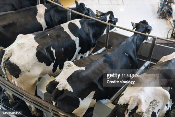 cows being milked with automatic milking machine - vache laitière photos et images de collection