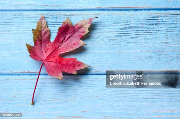 red sugar maple on blue background - canadian maple leaf stock pictures, royalty-free photos & images