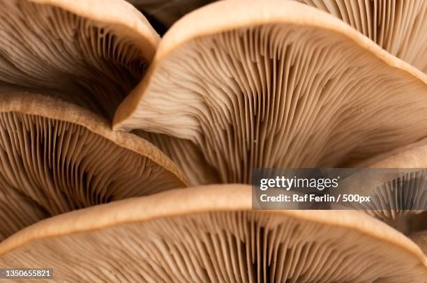 close-up of mushrooms - close up of mushroom growing outdoors stock-fotos und bilder