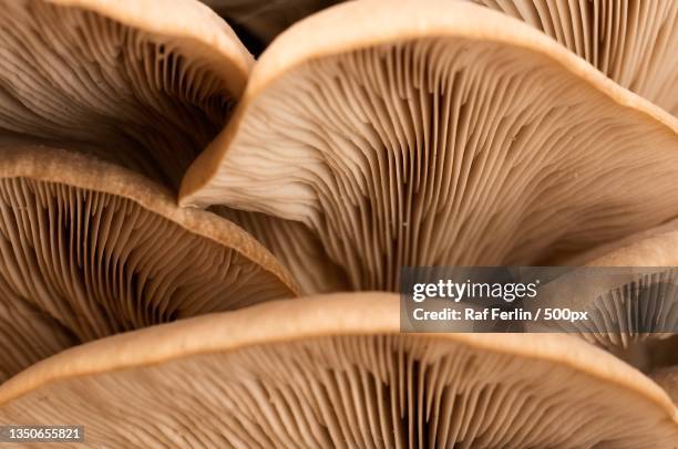 close-up of mushrooms - edible mushroom stock pictures, royalty-free photos & images