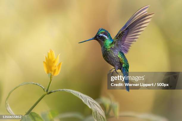 close-up of hummingbird flying by plant - colibri stock pictures, royalty-free photos & images