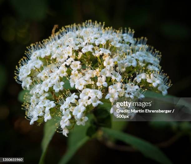 close-up of white flowering plant,lupburg,bayern,germany - elderberry stock-fotos und bilder