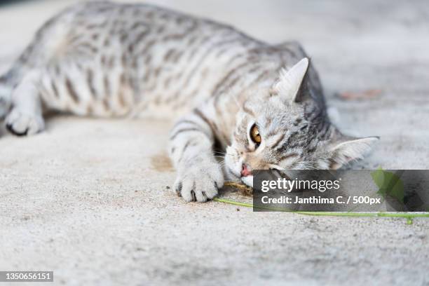 close-up of cat lying down - catmint stock pictures, royalty-free photos & images