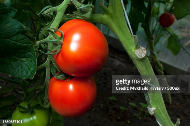 close-up of tomatoes growing on plant - tomato harvest stockfoto's en -beelden