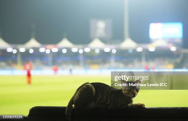 Cat sits on a boundary board during the ICC Men's T20 World Cup match between England and Sri Lanka at Sharjah Cricket Stadium on November 01, 2021...