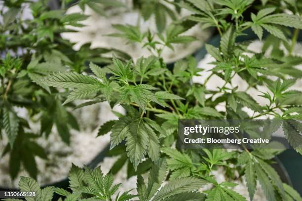 cannabis leaves - hemp agriculture stockfoto's en -beelden