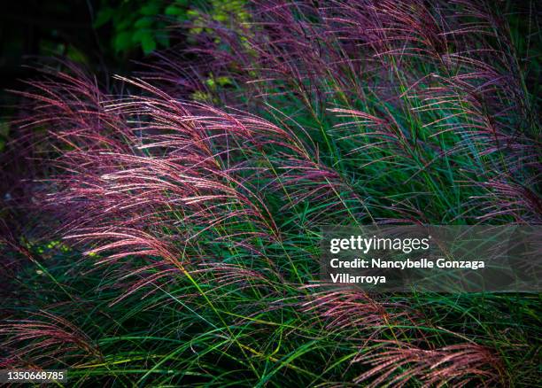 purple ornamental fountain grass - fountain grass stock pictures, royalty-free photos & images