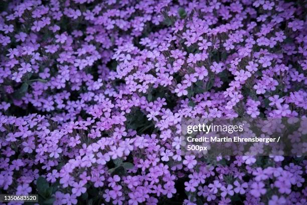 full frame shot of purple flowering plants,lupburg,bayern,germany - phlox stock-fotos und bilder