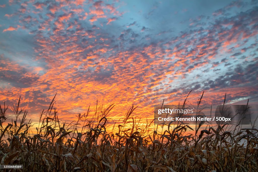 Scenic view of field against sky during sunset,Mooresville,Indiana,United States,USA