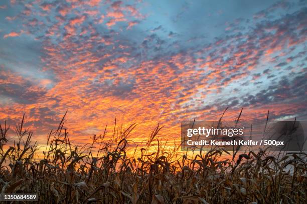 scenic view of field against sky during sunset,mooresville,indiana,united states,usa - indiana stock-fotos und bilder