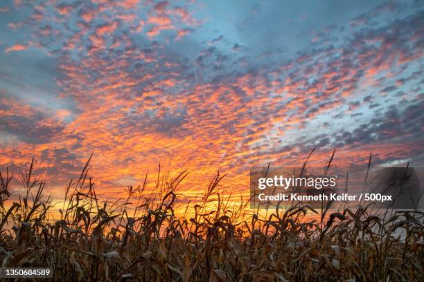 scenic view of field against sky during sunset,mooresville,indiana,united states,usa - 印地安那州 個照片及圖片檔