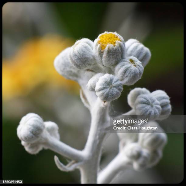 blossoming dusty miller yellow flower - cineraria maritima stock pictures, royalty-free photos & images
