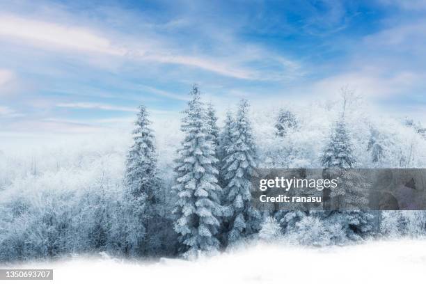 winter trees in mountains covered with fresh snow - pine woodland stock pictures, royalty-free photos & images