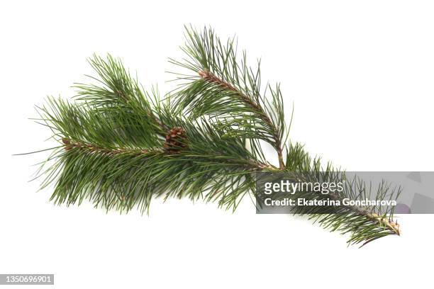a beautiful green branch of a coniferous tree on a white isolated background - twig stockfoto's en -beelden