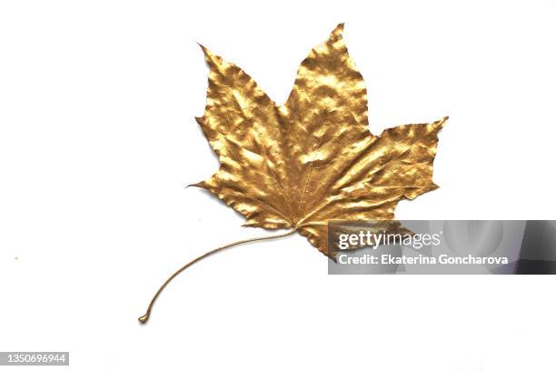 golden maple leaf. - paint branch stock pictures, royalty-free photos & images