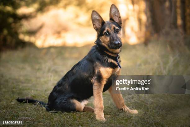 portrait of a young german shepherd dog - ジャーマンシェパード ストックフォトと画像