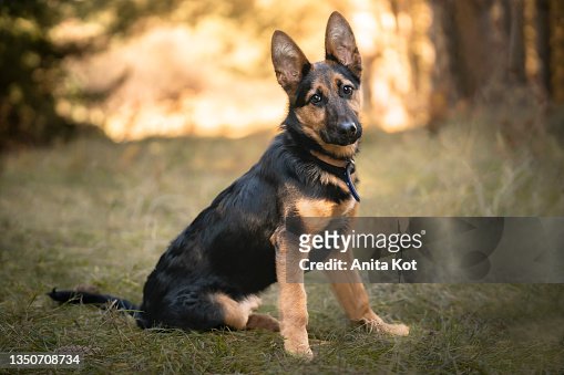 Portrait of a young german shepherd dog
