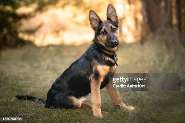 portrait of a young german shepherd dog - german shepherd sitting stock pictures, royalty-free photos & images