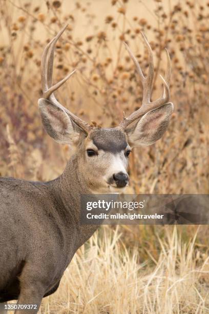 wild mule deer stag with antlers roxborough state park littleton colorado - mule deer 個照片及圖片檔