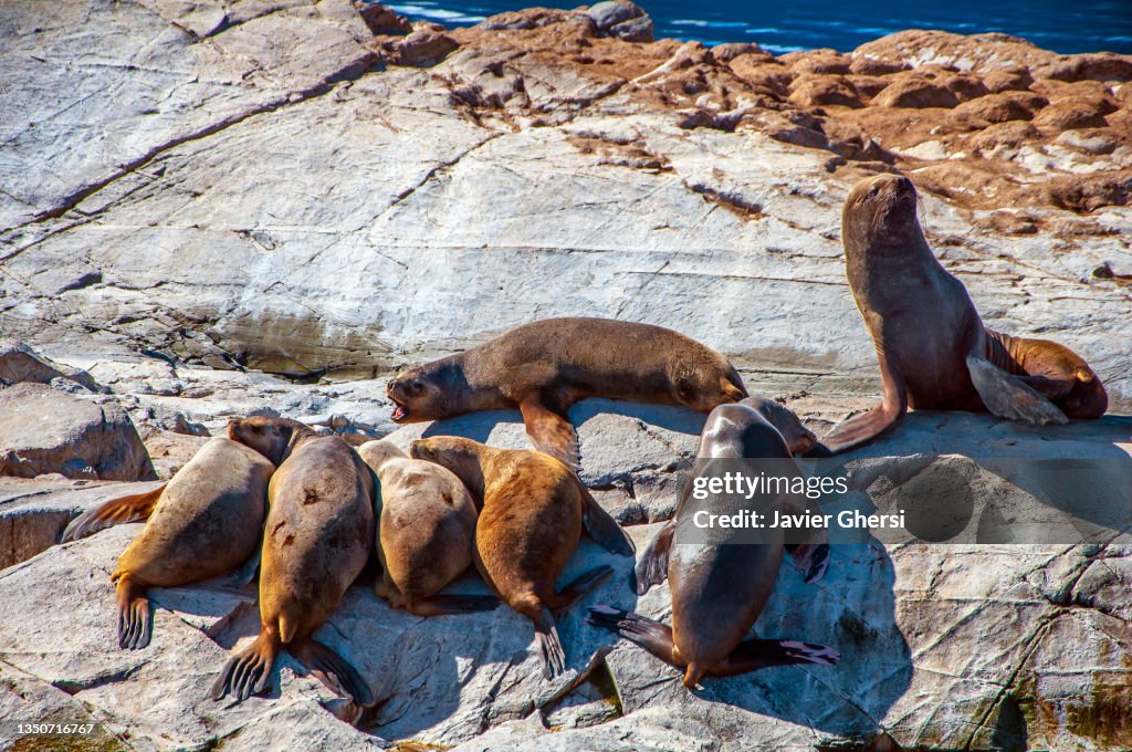 Lobos marinos. Canal Beagle, Ushuaia, Tierra del Fuego, Patagonia, Argentina.