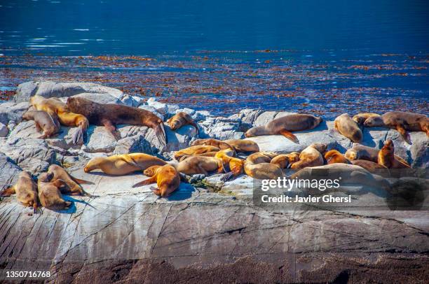 lobos marinos. canal beagle, ushuaia, tierra del fuego, patagonia, argentina. - província tierra del fuego argentina imagens e fotografias de stock