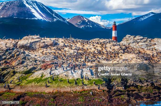 faro les éclaireurs y colonia de cormoranes. canal beagle, ushuaia, tierra del fuego, patagonia, argentina. - ushuaia stock-fotos und bilder