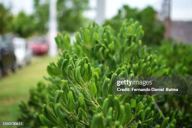 A large bush covering the facade of a house