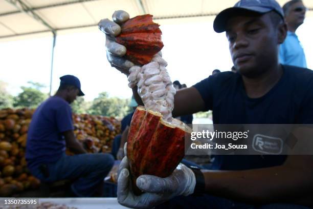 cocoa plantation in southern bahia - cocoa plant imagens e fotografias de stock