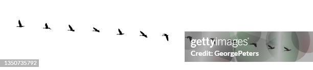 sequenzieller serienvektor der kanadagans, die in formation fliegt - vogelschwarm stock-grafiken, -clipart, -cartoons und -symbole