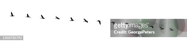 stockillustraties, clipart, cartoons en iconen met sequential series vector of canada goose flying in formation - sequential series