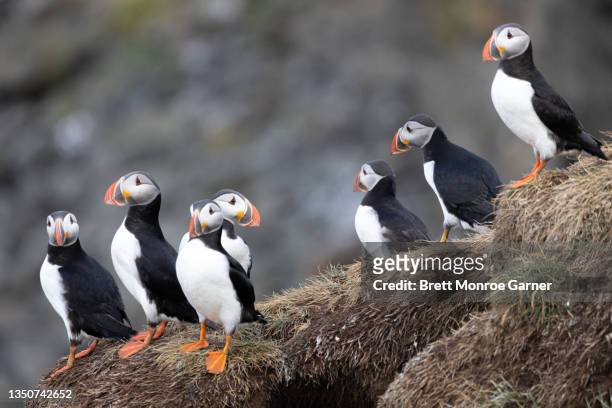 atlantic puffins - icelands grimsey island photos et images de collection