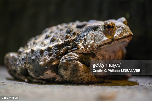 toad close-up view at night - ヒキガエル属 ストックフォトと画像