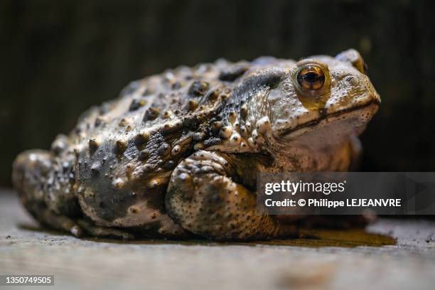 toad close-up view at night - toad stock pictures, royalty-free photos & images