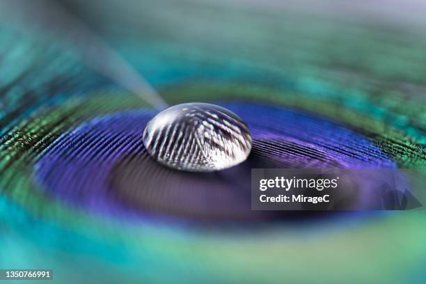 water drop on peacock feather soft focus - water repellent stock pictures, royalty-free photos & images