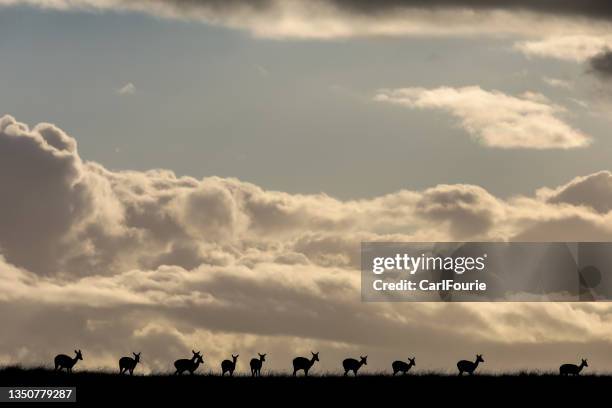 Springbok Sunset 49 Springbok Silhouette Stock Photos, High-Res Pictures, and Images ...