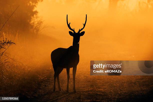 spotted deer - deer antler silhouette stock pictures, royalty-free photos & images