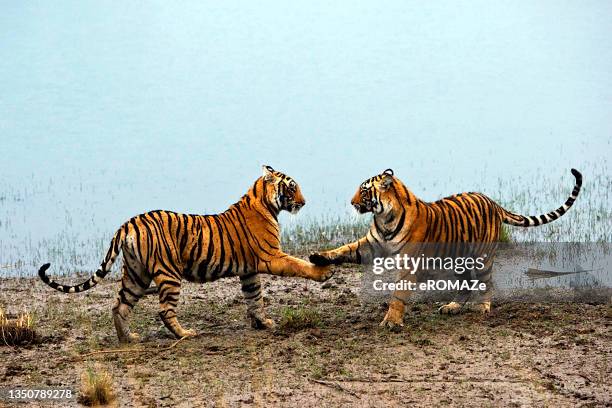 royal bengal tiger - big cats bildbanksfoton och bilder