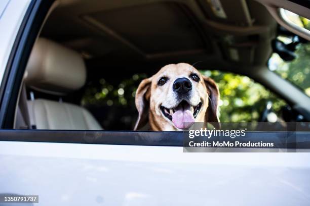 dog looking out of car window - dog in car window stock pictures, royalty-free photos & images