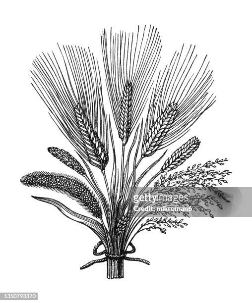 old engraved illustration of a sheaf of grain - rogge graan stockfoto's en -beelden