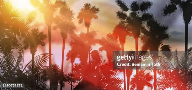 illustrazioni stock, clip art, cartoni animati e icone di tendenza di tramonto ai tropici, sotto la vista delle palme - coconut