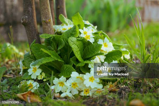 various flowers - primula stock pictures, royalty-free photos & images