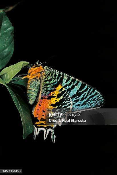 chrysiridia croesus (east african sunset moth) - sunset moth stock-fotos und bilder