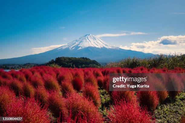 mt. fuji over red kochia grass in autumn - fuji hakone izu national park stock pictures, royalty-free photos & images