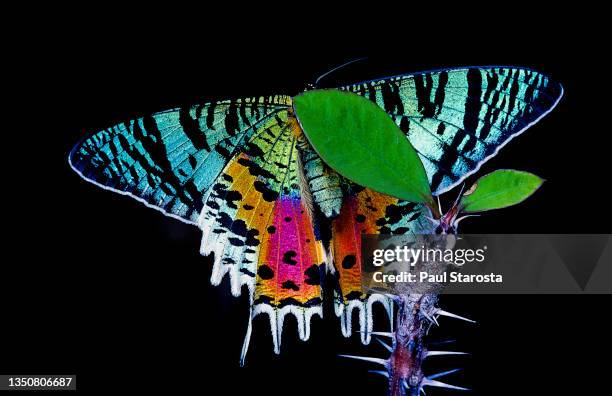 chrysiridia rhipheus (madagascan sunset moth) - sunset moth stock-fotos und bilder