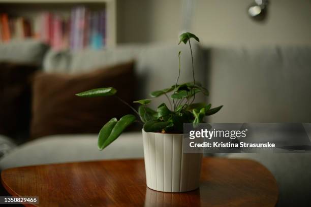 potted green hemionitis arifolia plant on a coffee table - coffee table stock pictures, royalty-free photos & images