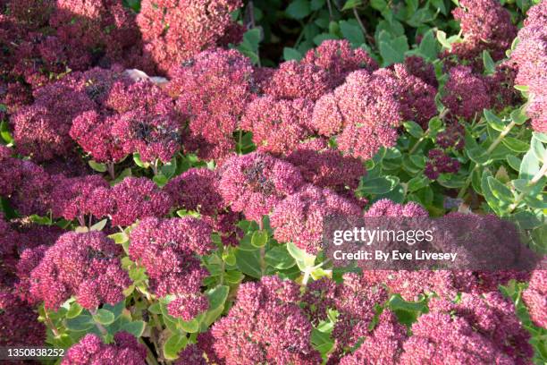 sedum autumn joy flowers - sedum stock-fotos und bilder